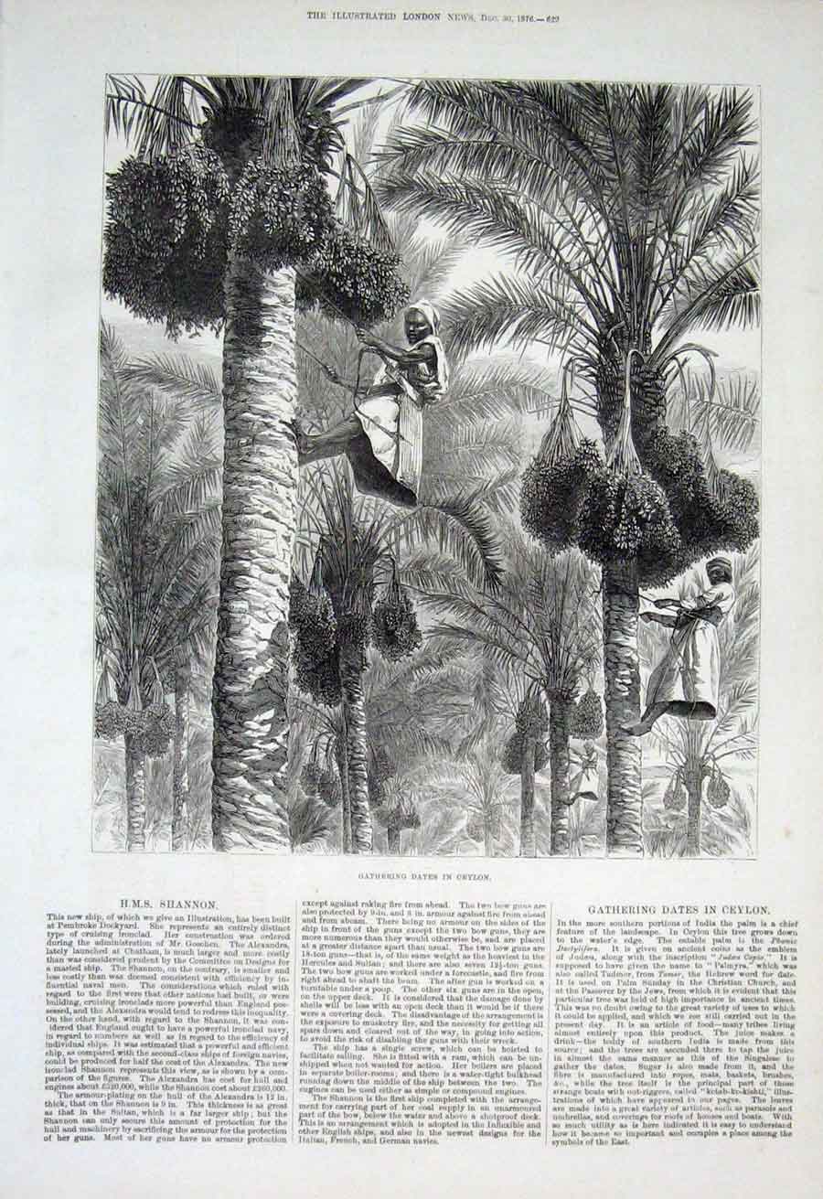 Original Old Antique Print Gathering Dates Ceylon 1876 19th Century