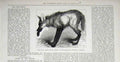 Original Old Antique Print Red Wolf Buenos Ayres Zoo Animal 1878 19th