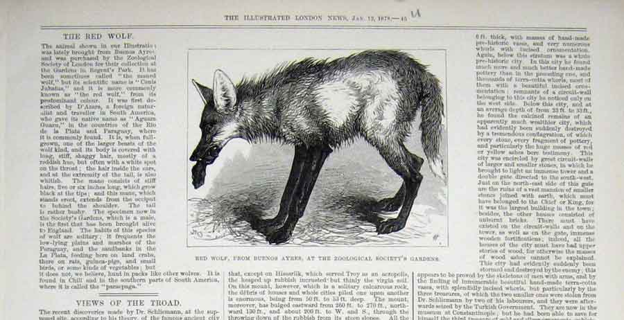 Original Old Antique Print Red Wolf Buenos Ayres Zoo Animal 1878 19th