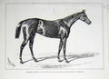 Original Old Antique Print Pilgrimage Newmarket Guineas Stakes Racing 1878 19th