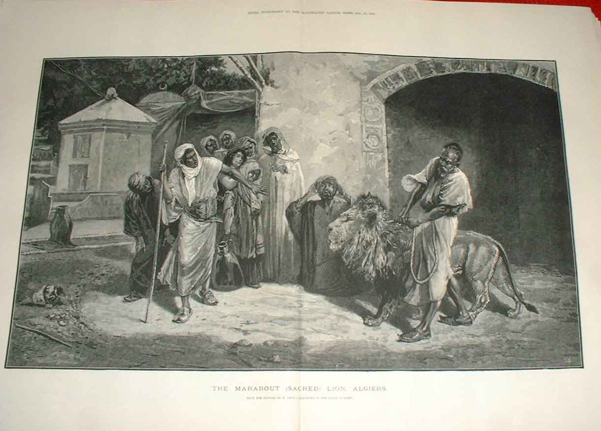 Original Old Antique Print The Marabout Sacred Lion Algiers 1883 19th
