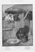 Original Old Antique Print Food For Reflection Christmas Turkey