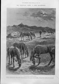 Original Old Antique Print Boer Method Tethering Horse 1899 19th