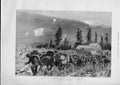 Original Old Antique Print Ox Team At Work Transvaal War 1899 19th