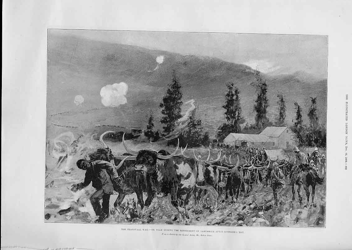 Original Old Antique Print Ox Team At Work Transvaal War 1899 19th