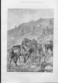 Original Old Antique Print Hing Horse During Attack Boer War 1899 19th