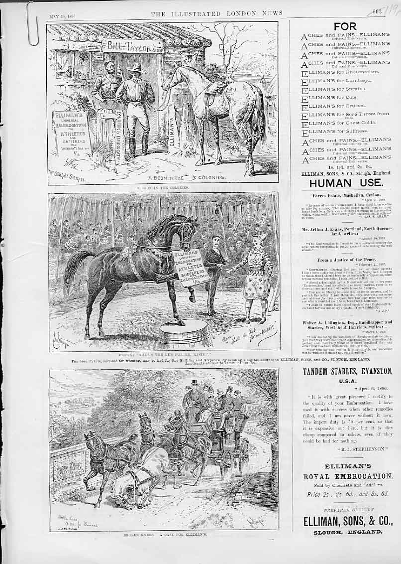 Original Old Antique Print Ellermans For Show Horse Advertisment 1890 Victorian