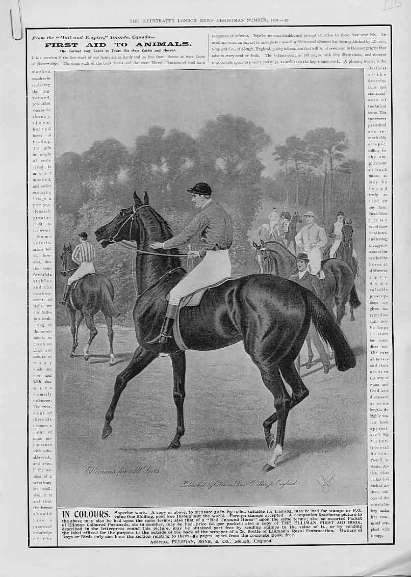 Original Old Antique Print Race Horse Advertisment Ellimans 1902 20th Century