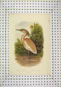 Original Old Antique Print Colour Squacco Heron Bird Buphos Comata Nature