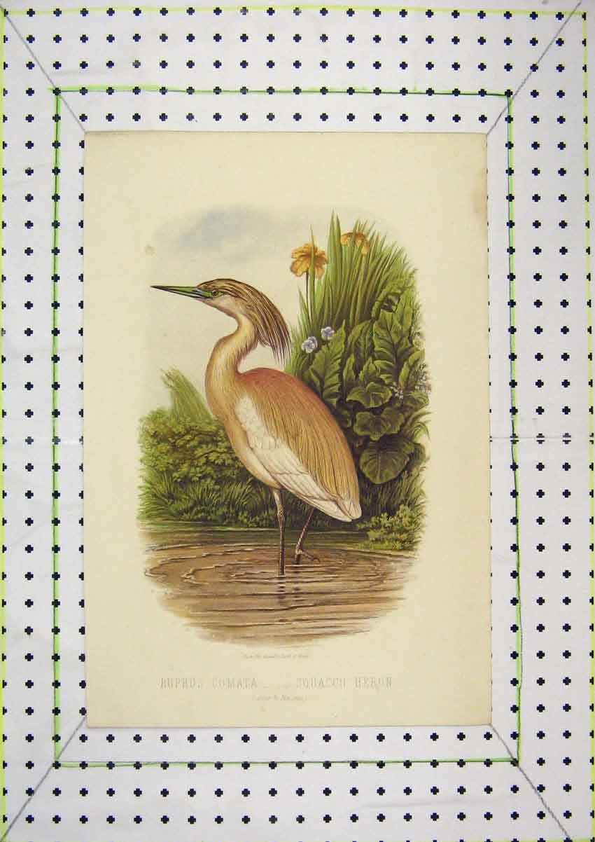 Original Old Antique Print Colour Squacco Heron Bird Buphos Comata Nature
