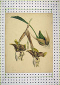 Original Old Antique Print Colour Nature Spotted Flowers Roots Mills