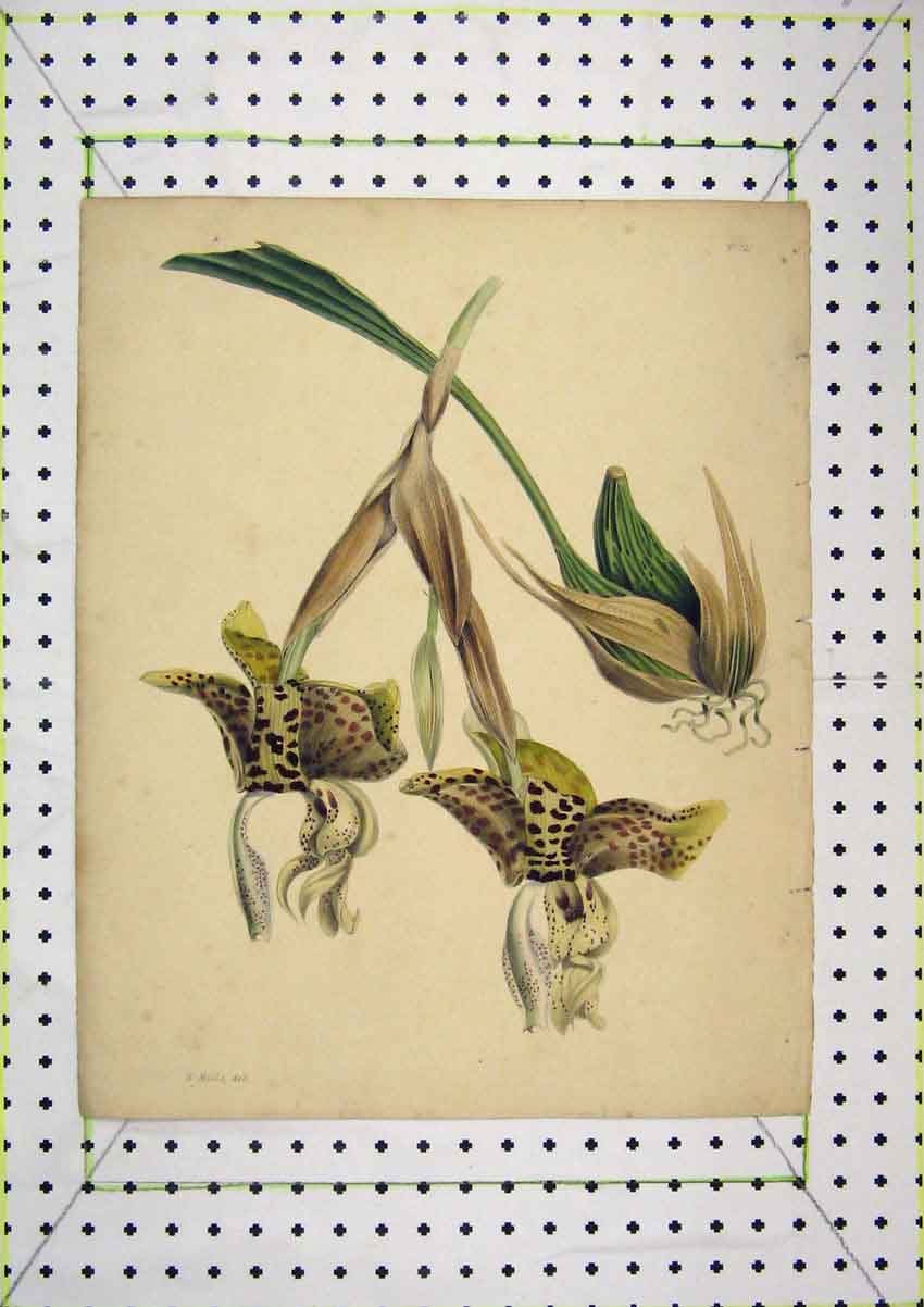 Original Old Antique Print Colour Nature Spotted Flowers Roots Mills