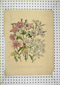 Original Old Antique Print Colour Nature Flowers Persicum Primula Nature