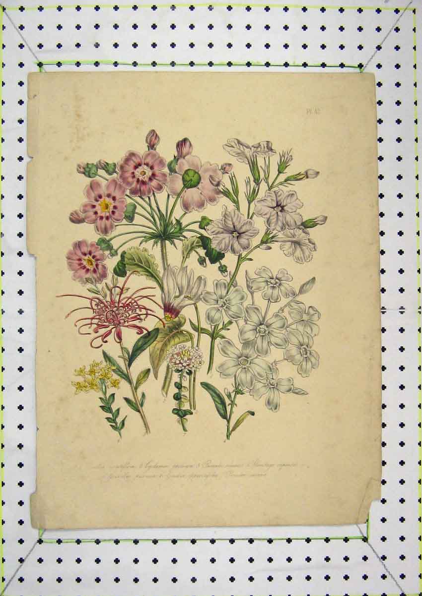 Original Old Antique Print Colour Nature Flowers Persicum Primula Nature