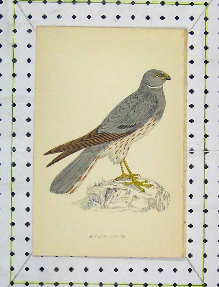 Original Old Antique Print C1850 Colour Montagu'S Harrier Bird Wild-Life 19th