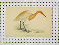 Original Old Antique Print Buff-Backed Heron C1850 Colour Nature Wild Bird 19th