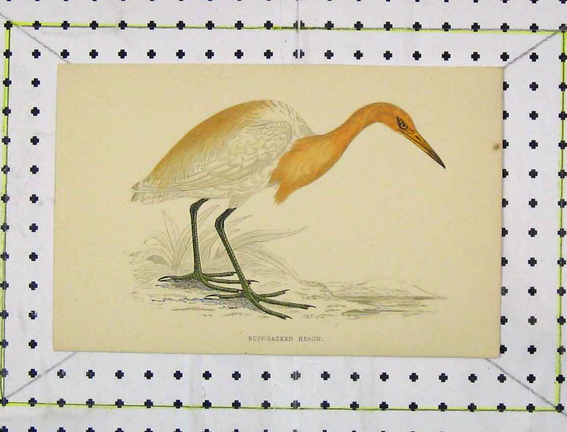 Original Old Antique Print Buff-Backed Heron C1850 Colour Nature Wild Bird 19th