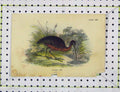 Original Old Antique Print Colour C1850 Glossy Ibis Bird Lake Grass Nature 19th