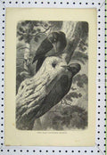 Original Old Antique Print Great Black Woodpeckersbirds Exploring Trees C1850