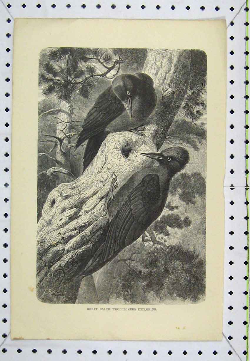 Original Old Antique Print Great Black Woodpeckersbirds Exploring Trees C1850