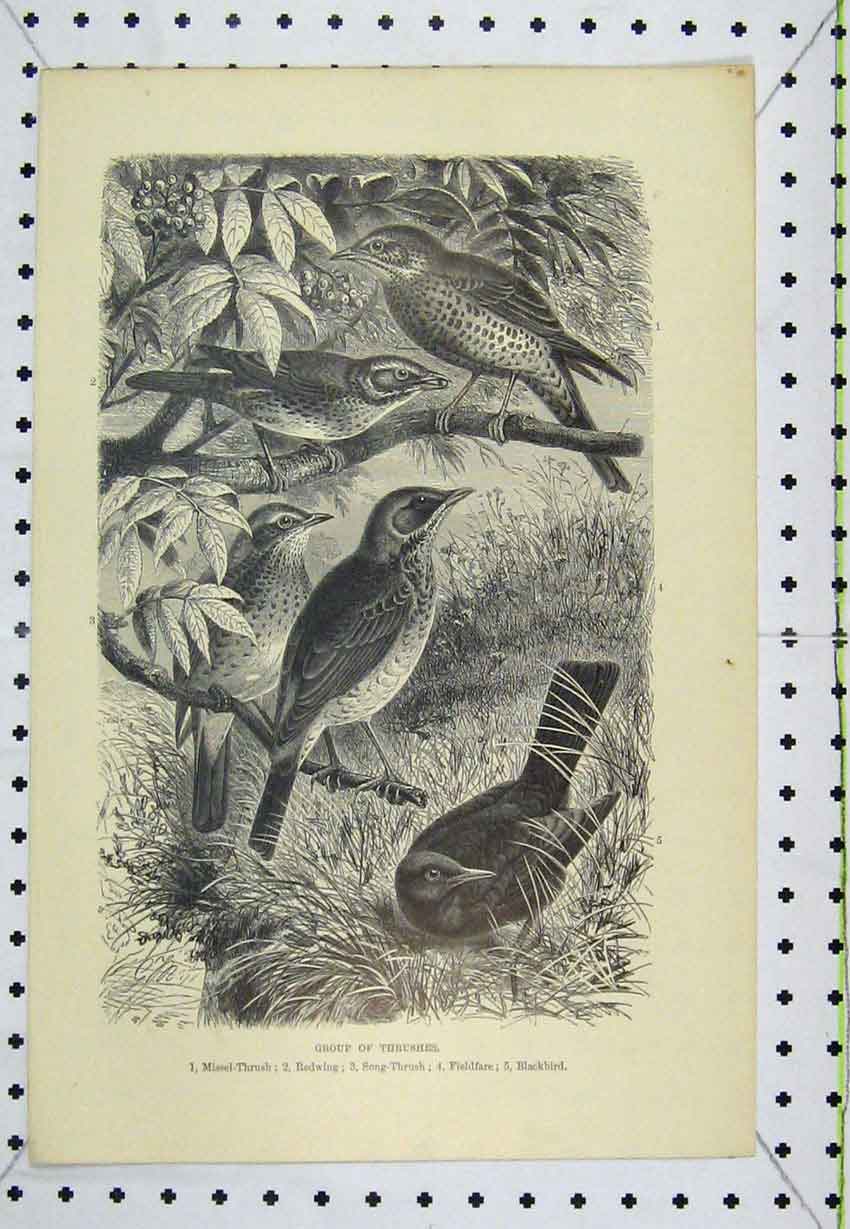 Old Antique Print Group Thrushes Birds Blackbird Redwing Fieldfare C1850 19th