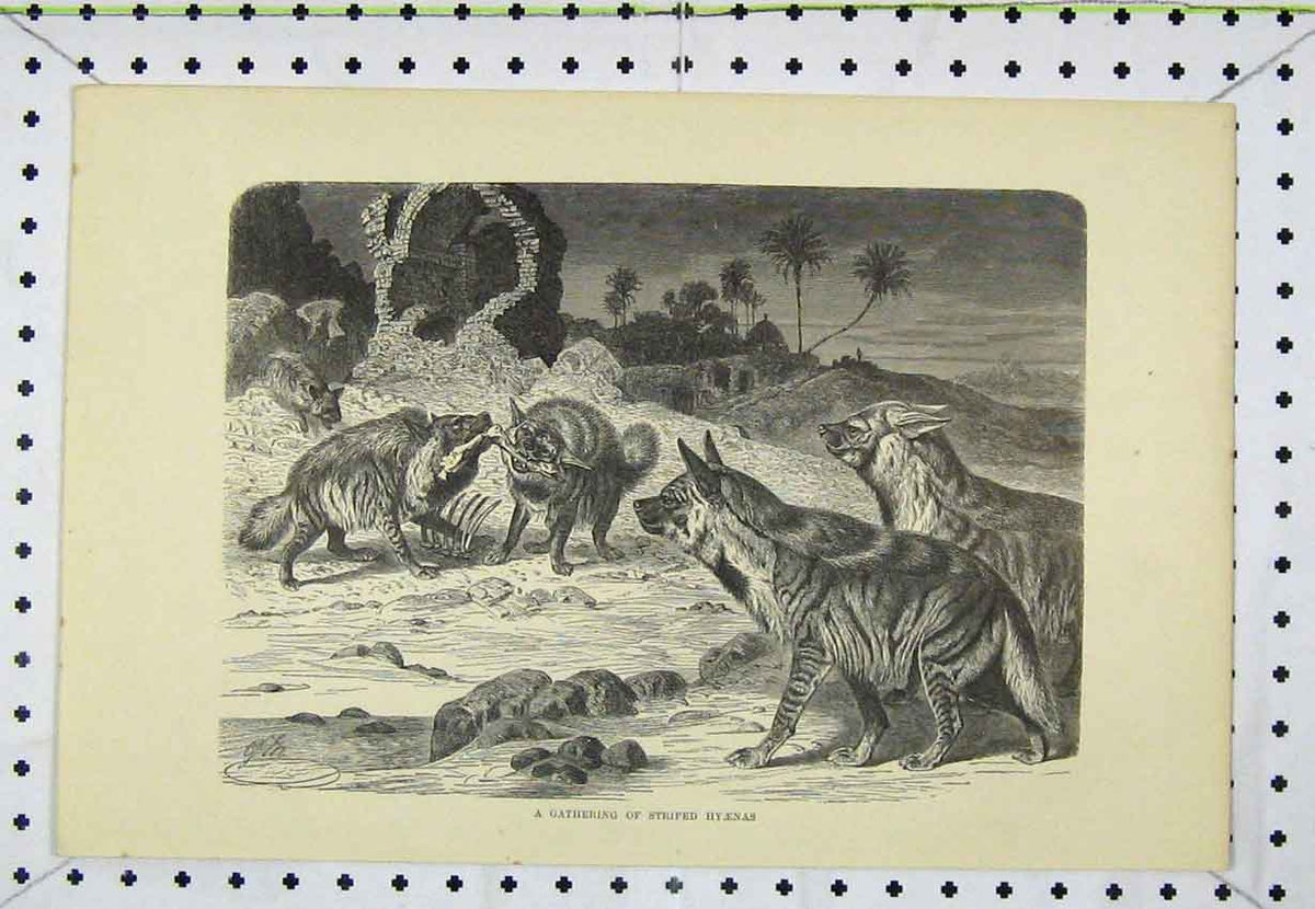 Old Antique Print Gathering Striped Hyaenas Wild Animals C1850 Engraving 19th