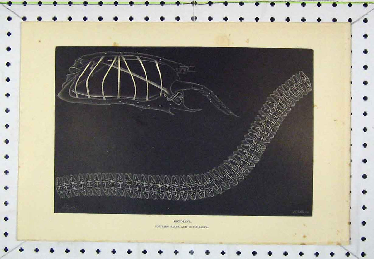 Original Old Antique Print Ascidians Solitary Salpa Chain C1850 Steel Engraving