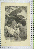 Old Antique Print Banksian Slender-Billed Cockatoos Birds C1850 Engraving 19th