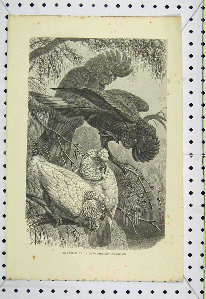 Old Antique Print Banksian Slender-Billed Cockatoos Birds C1850 Engraving 19th