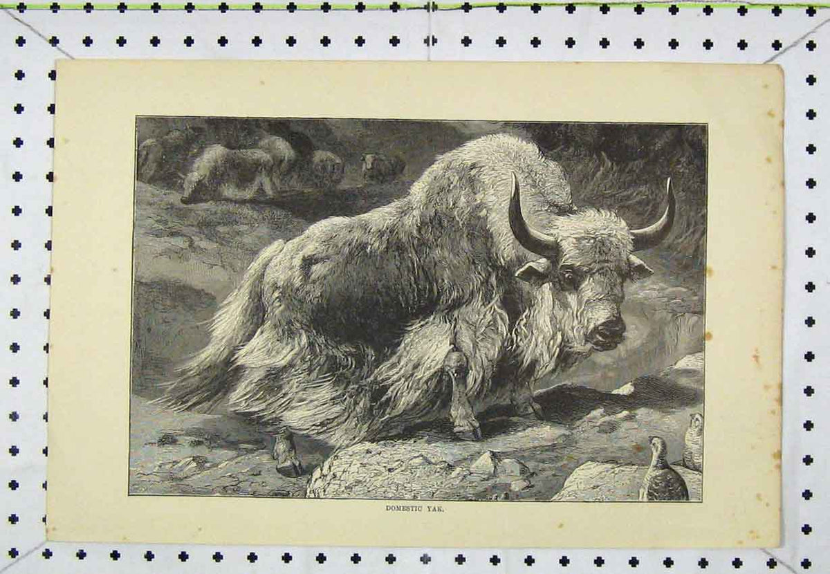 Original Old Antique Print View Domestic Yak C1850 Wild Animal Steel Engraving