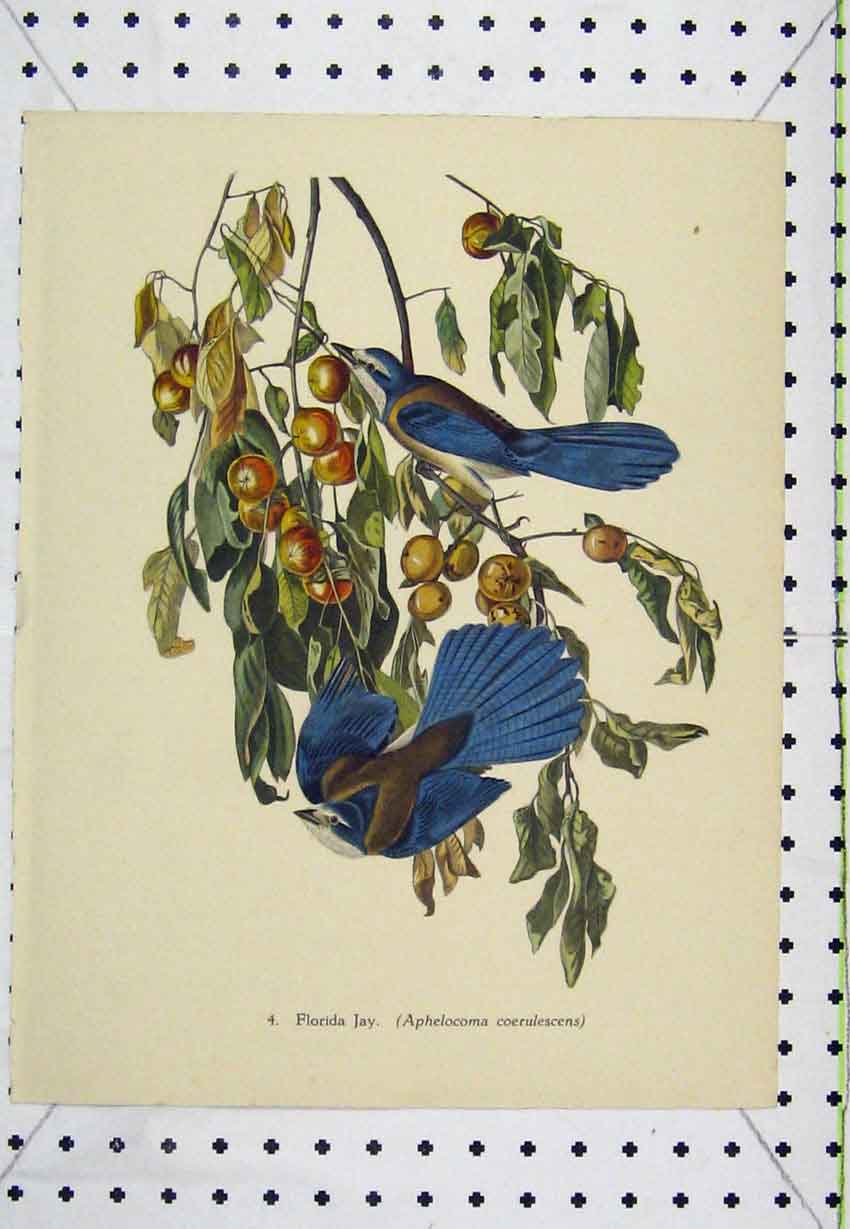 Original Old Antique Print C1850 Colour Florida Jay Wild Bird Nature Berries