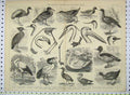 Original Old Antique Print Ornithology Wading Swimming Birds Heron Duck Crane