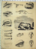 Old Antique Print Skull Seal Teeth Harp Hunting Scotland Otter Sea-Life