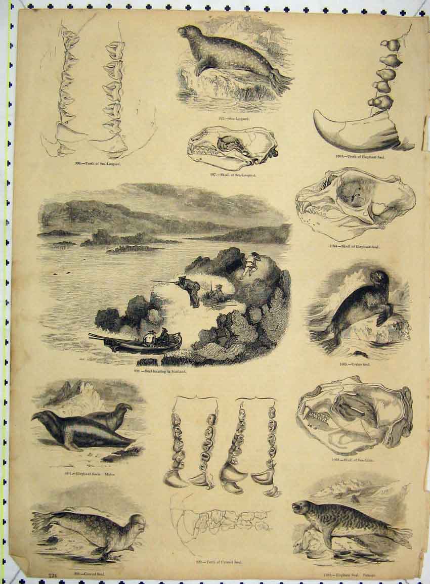Old Antique Print Elephant Seal Crested Hunting Scotland Leopard Ursine