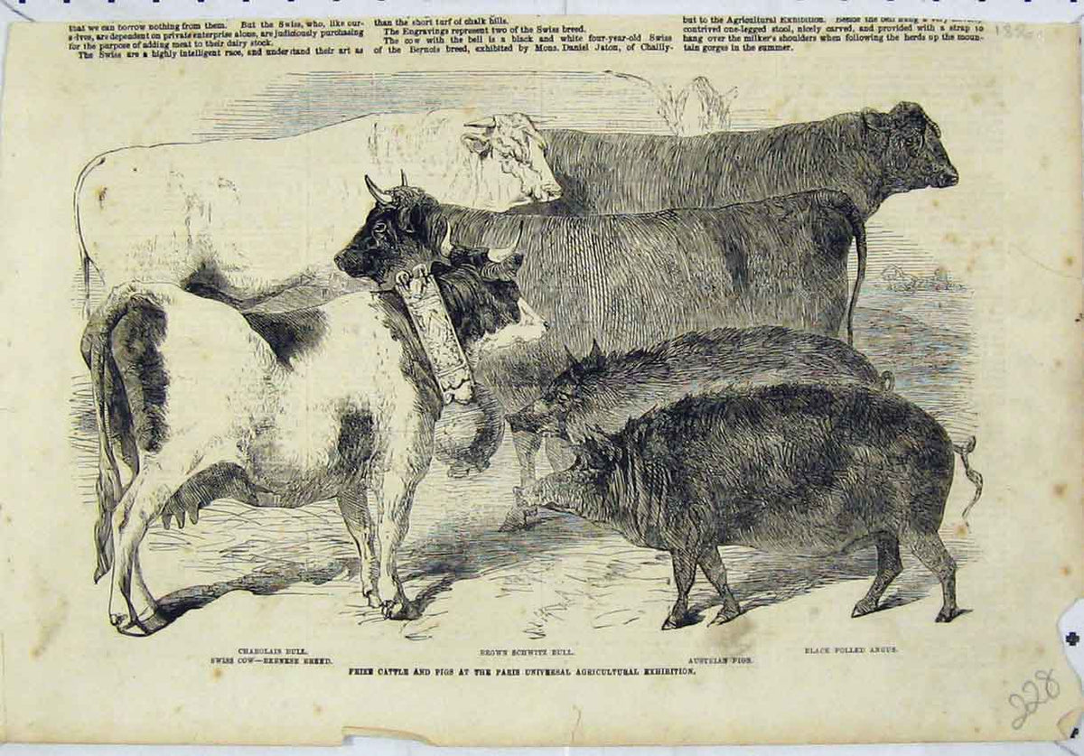 Original Old Antique Print Prize Cattle Pigs Paris Universal Agricultural