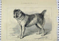 Original Old Antique Print 1879 Shere Alli Afghan Mastiff Birmingham Dog Show