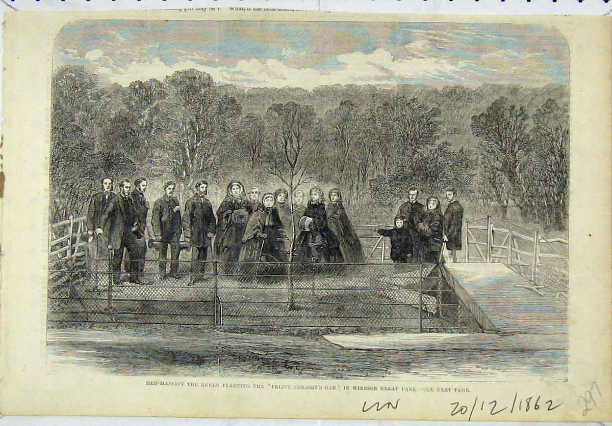 Original Old Antique Print Majesty Queen Prince Consort Oak Tree 1862 Windsor