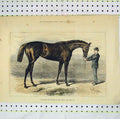 Original Old Antique Print 1882 View Shotover Horse Winner Derby 19th