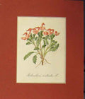 Original Old Antique Print 1820 Colour Pedicularis Rostrata Flower 19th Century
