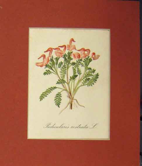 Original Old Antique Print 1820 Colour Pedicularis Rostrata Flower 19th Century