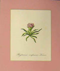 Original Old Antique Print Phyteuma Confusum Kerner 1820 Colour Flower 1820