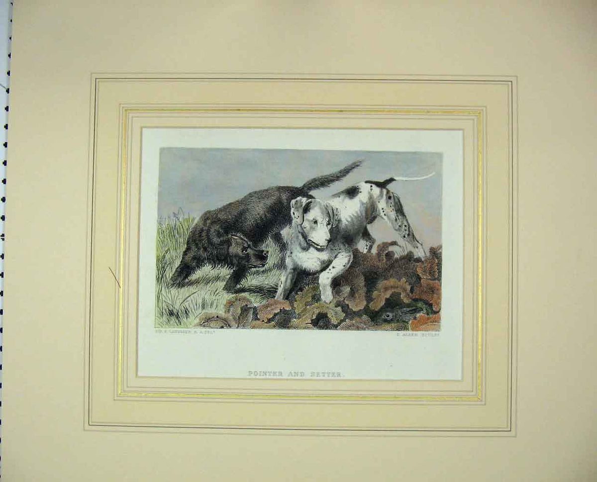 Old Antique Print 1870 Hand Coloured Dogs Pointer Setter Rabbit Hunitng 19th
