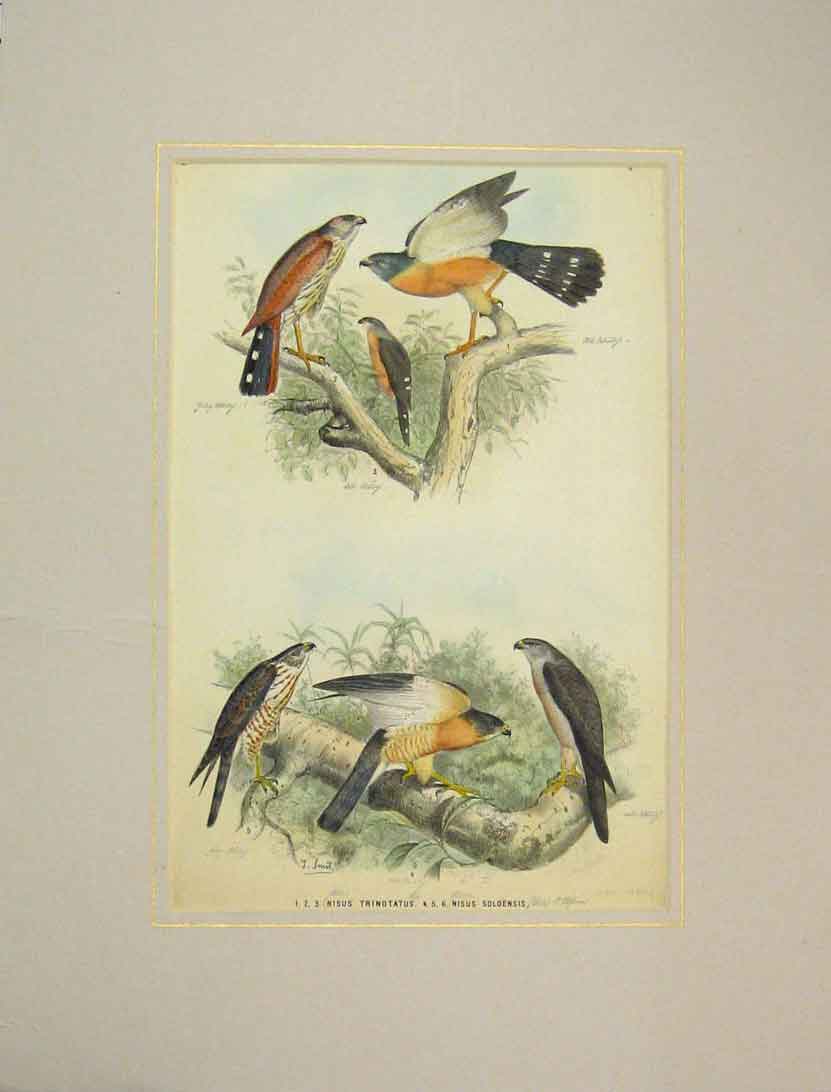 Original Old Antique Print 1850 Hand Coloured Birds Trinotatus Soloensis 19th
