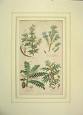 Original Old Antique Print Hand Coloured 1850 Gum Plants Arabic Olibanum 19th