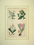 Original Old Antique Print Hand Coloured 1855 Vegetable Poisons Hemlock Henbane