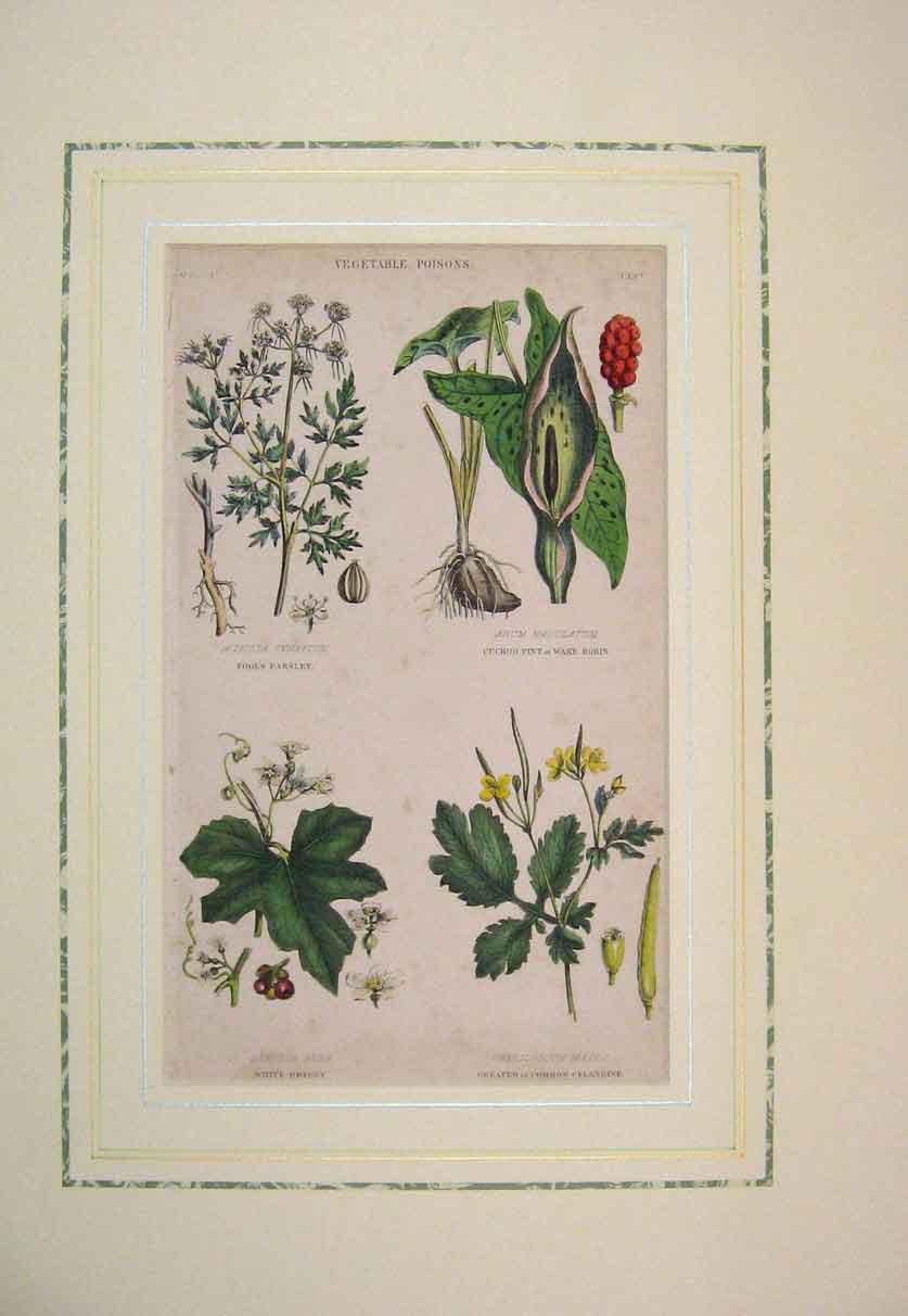 Old Antique Print 1867 Hand Coloured Vegetable Poisons Celandine Parsley 19th
