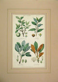 Original Old Antique Print 1855 Hand Coloured Gum Plants Benzoin Gamboge Percha