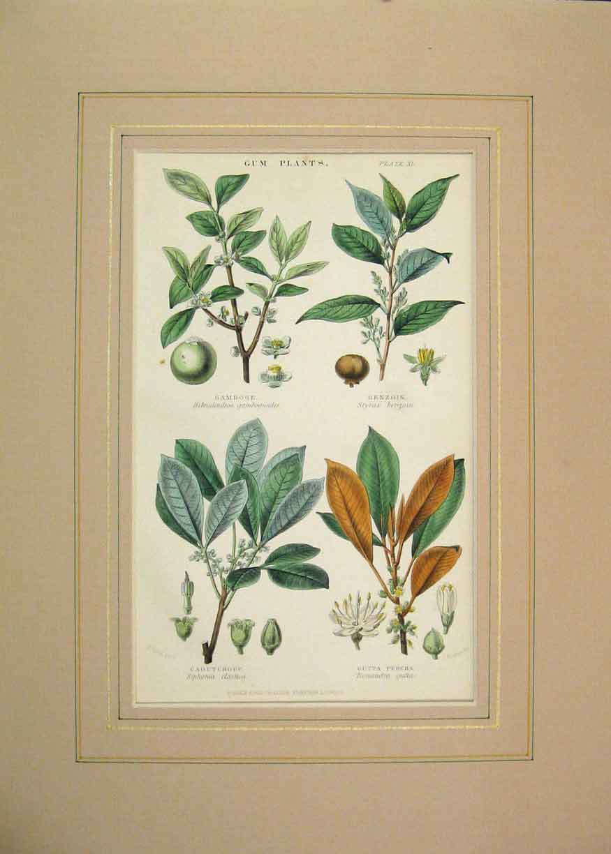 Original Old Antique Print 1855 Hand Coloured Gum Plants Benzoin Gamboge Percha