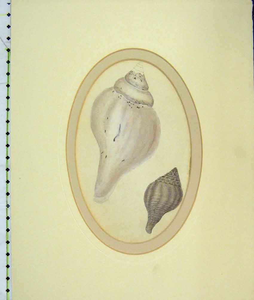 Original Old Antique Print C1823 Genuine Sea Shells Nature Colour 19th Century