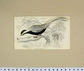 Old Antique Print 1835 Hand Coloured Phasianus Nycthemerus Bird Plate 18 19th